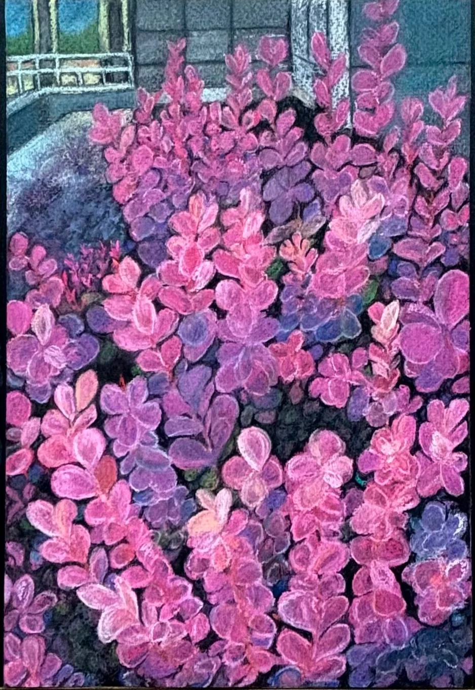 Dense magenta and pink foliage against a building wall